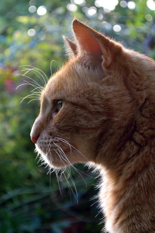 Le Chaton Rouge Saint-Pierre-du-Lorouër Eksteriør billede